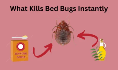 What Kills Bed Bugs Instantly