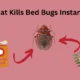 What Kills Bed Bugs Instantly